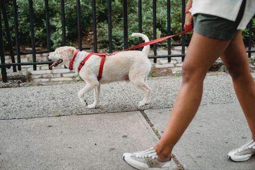Alltagstraining und Grundausbildung für Hunde