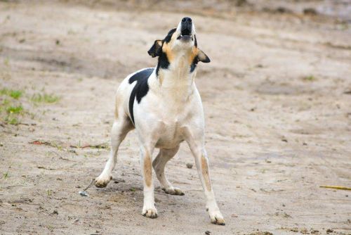 Verhaltenstraining für Hunde in Wien