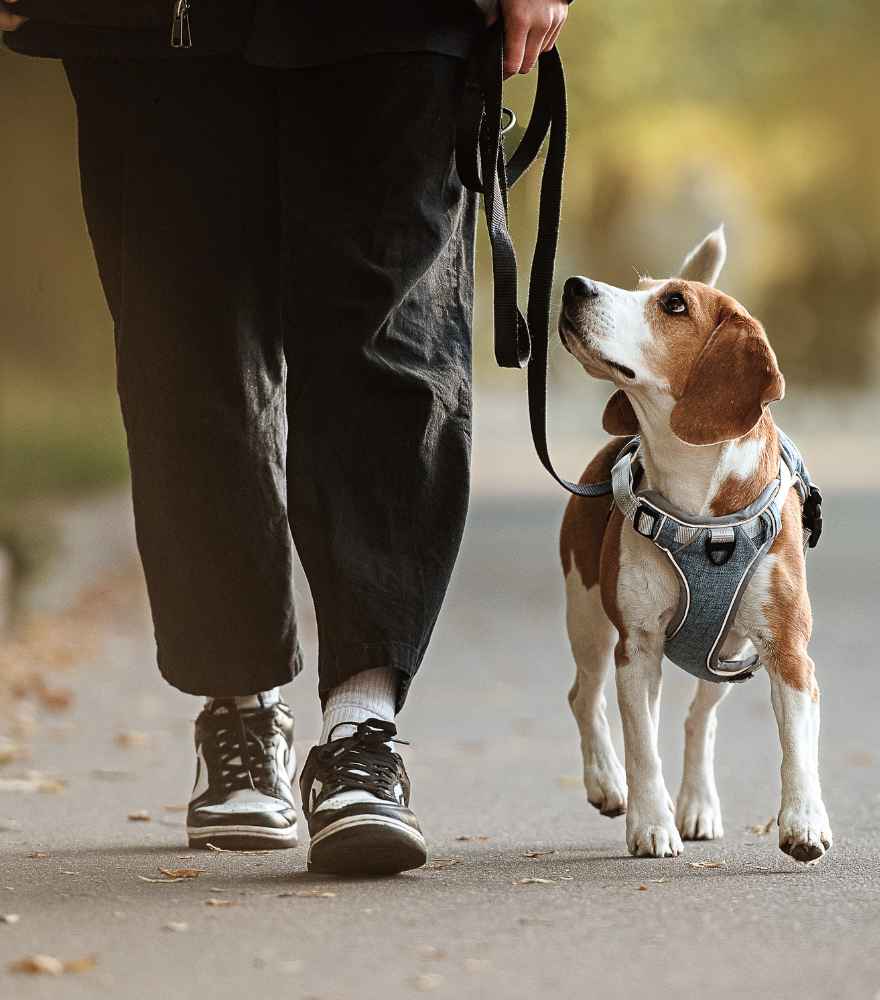 Alltagstraining und Grundausbildung für Hunde in Wien