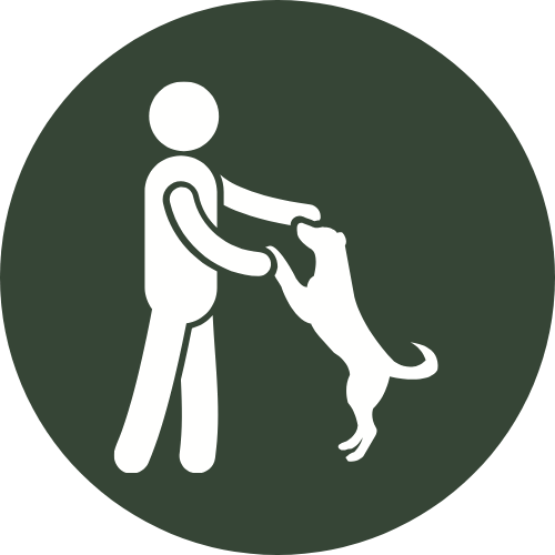 Individuelles Einzeltraining mit Hund