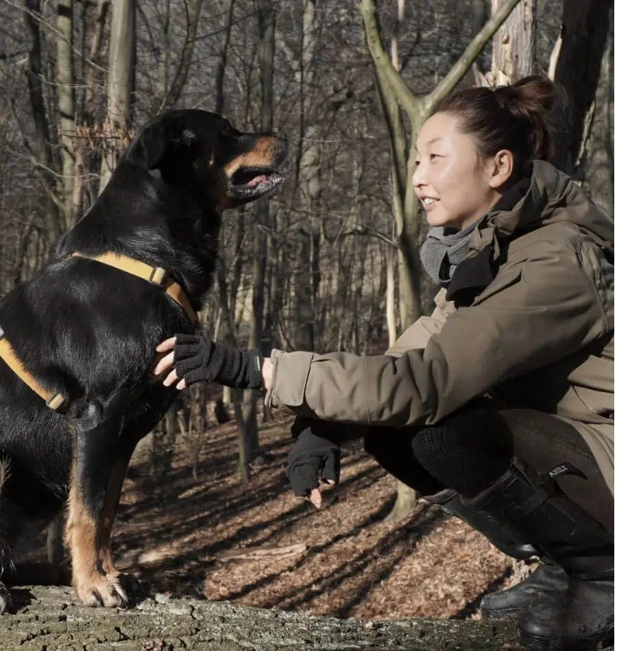 Hundetraining in Wien bei Hund Mensch Harmonie