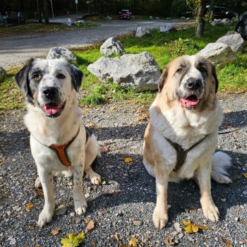 Mexx und Amy, Tierschutzhunde