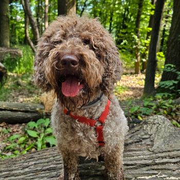 Motte, Lagotto Romagnolo