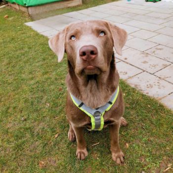 Rocky, Labrador Retriever