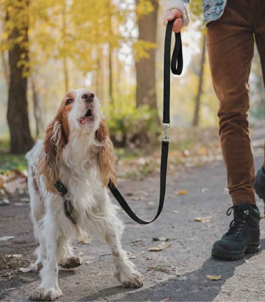 Verhaltenstraining für Hunde in Wien